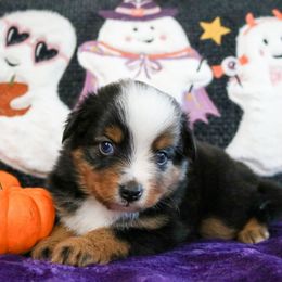Rune - Blue merle male Miniature Australian Shepherd puppy in Melbourne, Florida from True Spirited Aussies