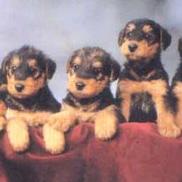 Airedale Terrier puppies from JOVAL Airedales