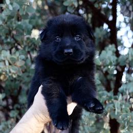 German Shepherd Puppies from Yosemite Shepherds