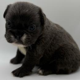 Mr. Penguin - Blue male French Bulldog puppy in San Leandro, California from City of Frenchies