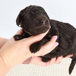 Cinnamon - Chocolate female Goldendoodle puppy in Mesa, Arizona from Schmidt’s Doxies N Doodles
