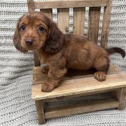Dachshund Puppies from Golden Creek Farm