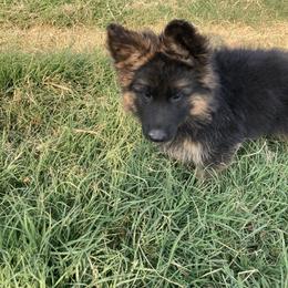 German Shepherd Puppies from Silver Knight Shepherds