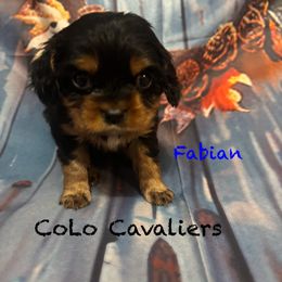 Fabian - Black and tan male Cavalier King Charles Spaniel puppy in Leonard, Michigan from CoLo Cavaliers