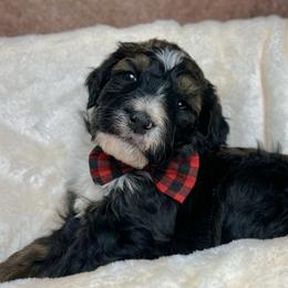 Eric - Bernedoodle puppy in Valrico, Florida from Shadow Kennels