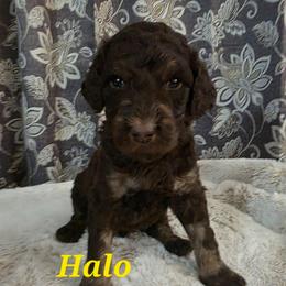 Halo - Phantom male Poodle puppy in New York from Powder Puff Poodles