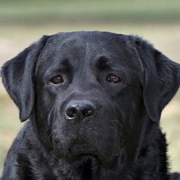 Labrador Retrievers and Sussex Spaniels from Marstad