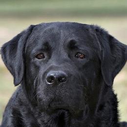 Labrador Retrievers and Sussex Spaniels from Marstad