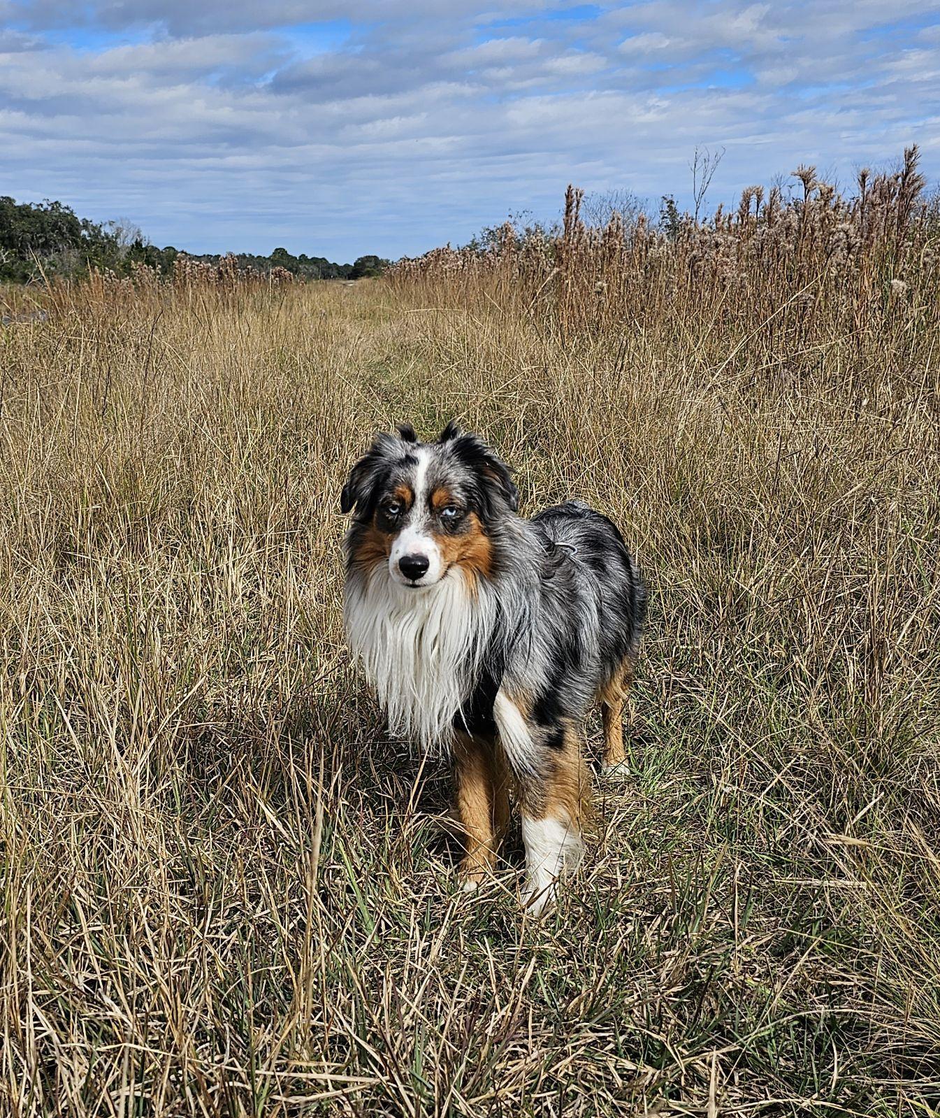 Ever After Mini Aussies in Florida | Miniature Australian Shepherd ...