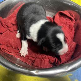 Olaug - Black male Border Collie puppy in Aledo, Illinois from Claycreek Ranch