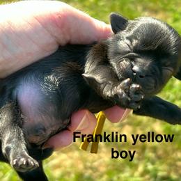 Franklin - Black male Shih Tzu puppy in Bloomfield, Indiana from Meihem Pups