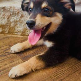 Hunter - Black tri male Miniature Australian Shepherd puppy in Floresville, Texas from The Blessed Barnyard