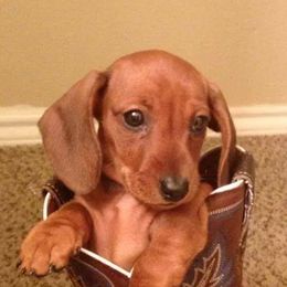 Dachshunds from Racebrook Dachshunds