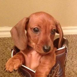 Dachshunds from Racebrook Dachshunds