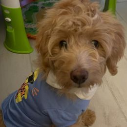 Aussiedoodle Puppies from Color Country Doodles