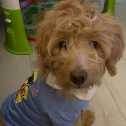 Aussiedoodle Puppies from Color Country Doodles