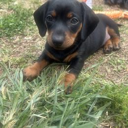 Dachshund Puppies from Dapper Doxies