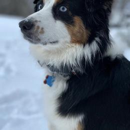 Australian Shepherds from Hub City Aussies