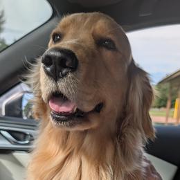 Lizzy - Golden Retriever