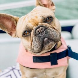 French Bulldogs from Griffin French Bulldogs