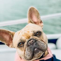 French Bulldogs from Griffin French Bulldogs