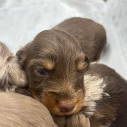 Virgil - Chocolate and tan male Dachshund puppy in Altus, Oklahoma from Johnson Prairie Pups