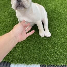 French Bulldog Puppies from Holly Womer