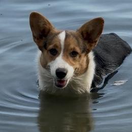 American Corgis, Basset Hounds, and Cocker Spaniels from Oak Hollow Farms