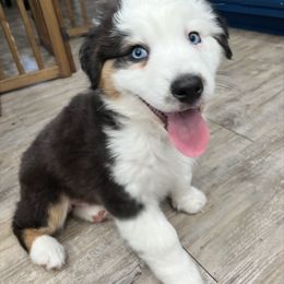 Han Solo - Black tri-color male Australian Shepherd puppy in Hemet, California from Perfect Companion Aussie's
