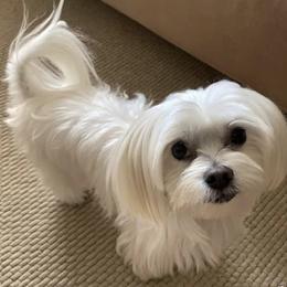 Millie Mae - Morkie