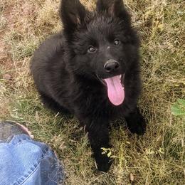 German Shepherd Puppies from Von De León German Shepherds