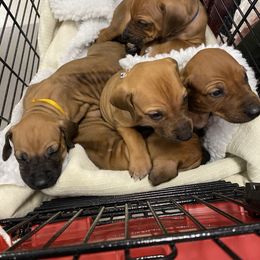 Rhodesian Ridgeback Puppies from Ivorymoon Rhodesian Ridgebacks