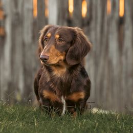 Knox - Dachshund