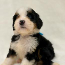 Miss Fresca - Tri-color female Bernedoodle puppy in Hegins, Pennsylvania from Bubbling Springs Doodles, LLC