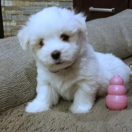 Coton de Tulear Puppies from Classy Cotons