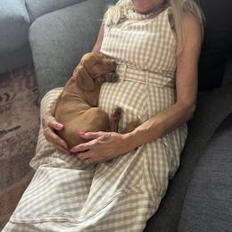 Vizsla Puppies from Mariposa Vizslas