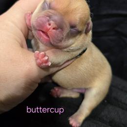 Buttercup - Fawn female French Bulldog puppy in Moses Lake, Washington from Edgewater Frenchies