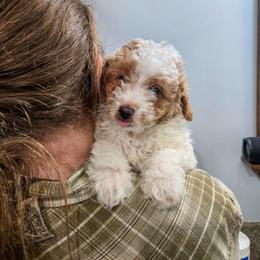 Princess - Cream female Poodle puppy in Sonora, Kentucky from Little Land of Puppies