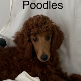 Benji - Red  male Poodle puppy in Vilonia, Arkansas from Donna’s Pretty Poodles