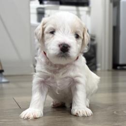 Alex - Parti male Miniature Schnauzer puppy in Corona, California from 92882 Schnauzerville