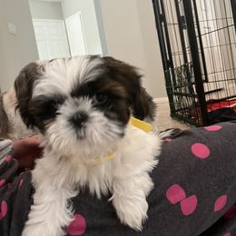 Shih Tzu Puppies from Ashley Haynes