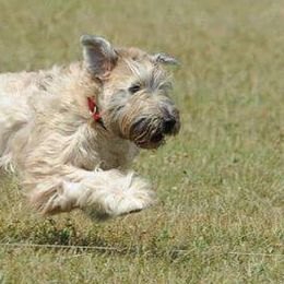 Soft Coated Wheaten Terriers from Blue Moon Wheatens