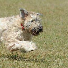 Soft Coated Wheaten Terriers from Blue Moon Wheatens