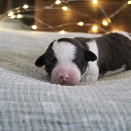 Rocket - White and gold male Bordoodle puppy in Ashland, Ohio from Cherry Blossom Doodles