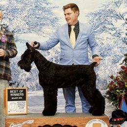 Kane  - Giant Schnauzer