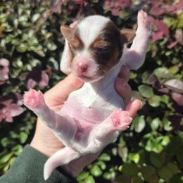 Kitkat - Chocolate, tan and white female Yorkshire Terrier puppy in Lakeland, Florida from You Me & The Yorkies