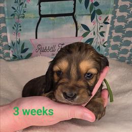 Johnny - Chocolate and tan male Dachshund puppy in Kempner, Texas from Russell Farms Dachshund