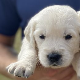 Dragon - Golden Retriever puppy from Little House on the Farmie