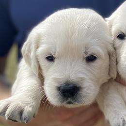 Dragon - Golden Retriever puppy from Little House on the Farmie