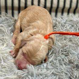 Beach orange - Apricot female Goldendoodle puppy in Lakeland, Florida from Poodles Doodles Standard and Mini LLC